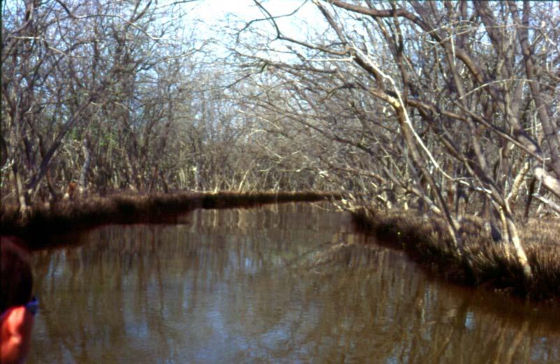 Los cambios en el hidroperiodo (frecuencia de inundación) son particularmente críticos para los manglares.