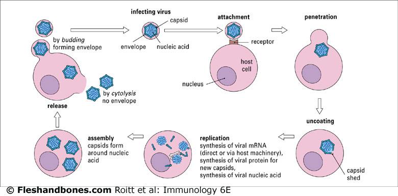 Antes de replicarse los virus tiene que infectar una célula del huésped.
