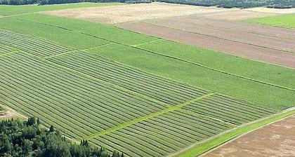 CULTIVOS: Superficies con actividad agrícola y que constituyen la tierra más productiva ecológicamente
