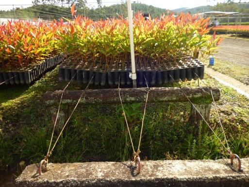 Con el sistema de suspensión de semilleros sobre cuna de alambres para siembra industrial de pino y eucalipto obtenemos poda natural de la raíz al estar los