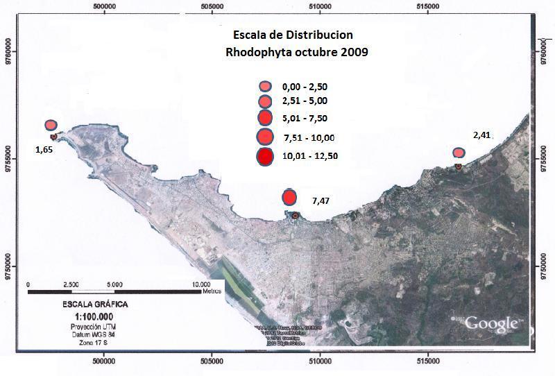 Figura No. 23 Distribución de la División Rhodophyta en el mes de octubre del 2009 en las 3 estaciones de muestreo.