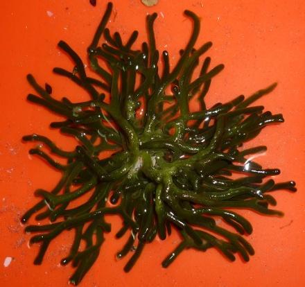 Codium cervicornis Setchell & Grardner Figura No. 29 Aspecto general de la planta Morfología Plantas en forma de arbusto, de color verde oscuro, midiendo 4.5 cm de alto, de consistencia esponjosa.