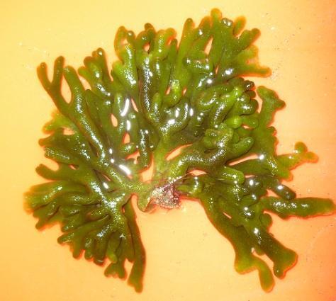 Codium faveolatum Howe Figura No. 30 Aspecto general de la planta Morfología Plantas gruesas, pero pequeñas, se color verde oscuro, de 7.