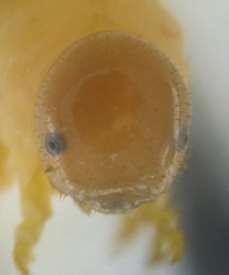 En los segmentos abdominales 2-8 y 10 presentan propatas diferencia de las larvas de