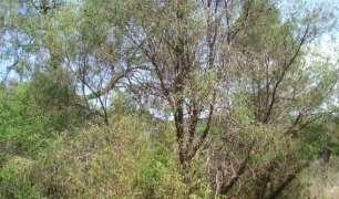 Guzmán, Jalisco (A) y Monoctenus sanchezi en Juniperus fláccida en Sierra de Álvarez, Armadillo de los
