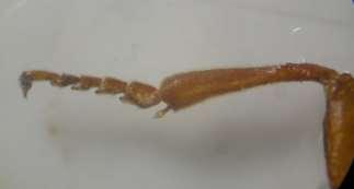 ) Zadiprion Rohwer es un género de moscas sierra que se alimentan de Pinus spp.