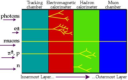 Los detectores de los Grandes Aceleradores Principios Básicos γ Trazas Calorimetría Electrogmagnética Hadrónica Cámaras de µ µ Capa interna Capa externa Ejemplo DELPHI en LEP Ejemplo ATLAS en LHC
