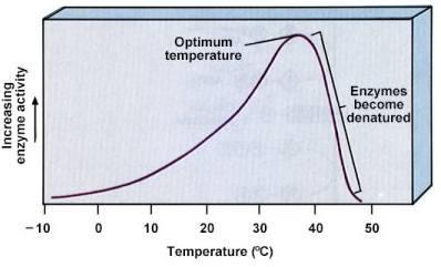 EFECTO DE LA TEMPERATURA SOBRE LA ACTIVIDAD ENZIMÁTICA En general, los aumentos de temperatura aceleran las reacciones químicas: por cada 10ºC de incremento, la velocidad de reacción se duplica.