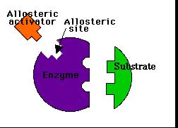 MODULACIÓN ALOSTÉRICA DE LA ACTIVIDAD ENZIMÁTICA Hay enzimas que pueden adoptar 2 conformaciones interconvertibles llamadas R (relajada) y T (tensa).