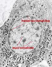 NÚCLEO EN INTERFASE: CROMATINA Cromatina: EUCROMATINA Menor grado de condensación Las ARN polimerasas y