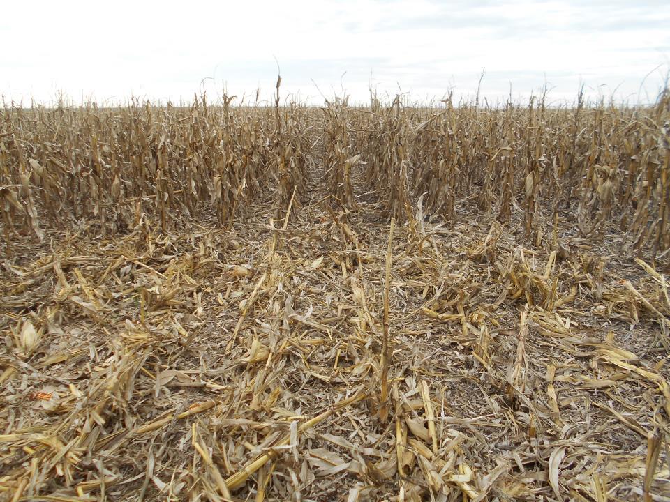Resultados ensayos maíz Ensayos de nutrición nitrogenada Se aplicaron dosis crecientes de urea sobre una base de cultivo bien nutrido con P (130 kg/ha MAP).