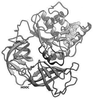 Actividades de las proteínas Tema 1 parte 4 BLOQUE 1: TEST 1. La triple hélice de colágeno es una estructura: a) Lámina beta b) Secundaria c) Alfa hélice d) Cuaternaria 2.