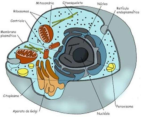 Organelos celulares Ribosomas Mitocondria Citoesqueleto Nucleo Retículo