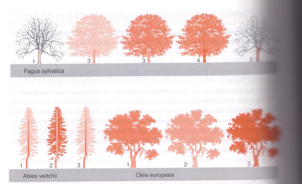 ACUMULACIÓN DE RESERVAS Y SU USO POR LAS PLANTAS Cambios estacionales en las reservas de almidón de árboles perennifolios y