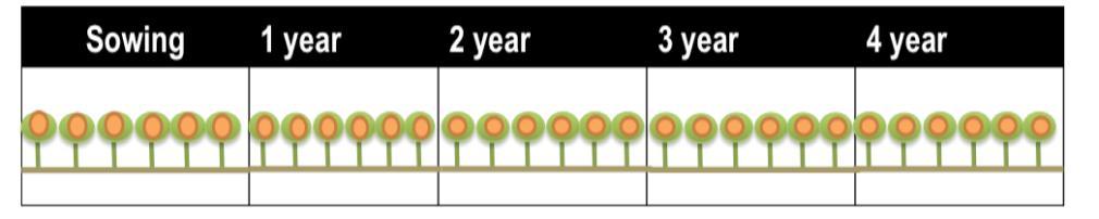 JATROPHA CURCAS: Modelo tradicional vrs alta densidad Modelo Tradicional Modelo alta densidad 3 meses en vivero Siembra