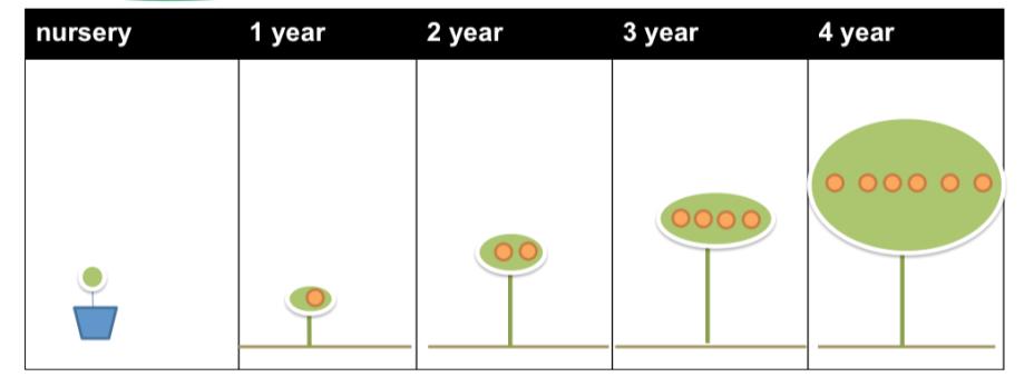 Frutas/planta/año 170 Producciòn despues de 2 o 4 años en el primer ciclo y posteriormente cada año Producciòn despues de