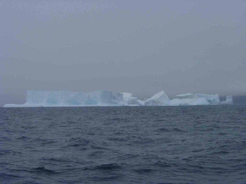 Icebergs Google: