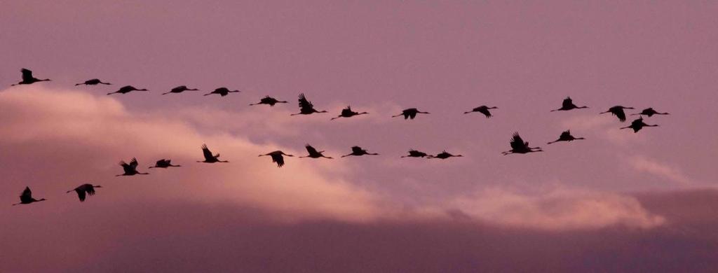 La migración de las aves Las aves europeas se clasifican en 3 grupos según su estrategia de migración: Transaharianas: Atraviesan el Sahara en su migración Desaparecen de Europa en invierno