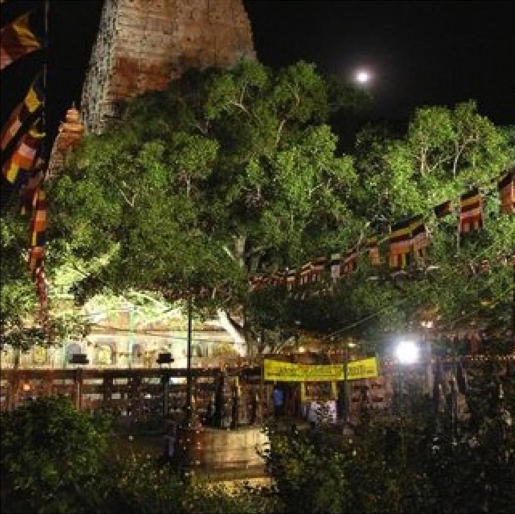El despertar de Siddharta: a las 35 años de edad, se sentó bajo del árbol de Bhondhí