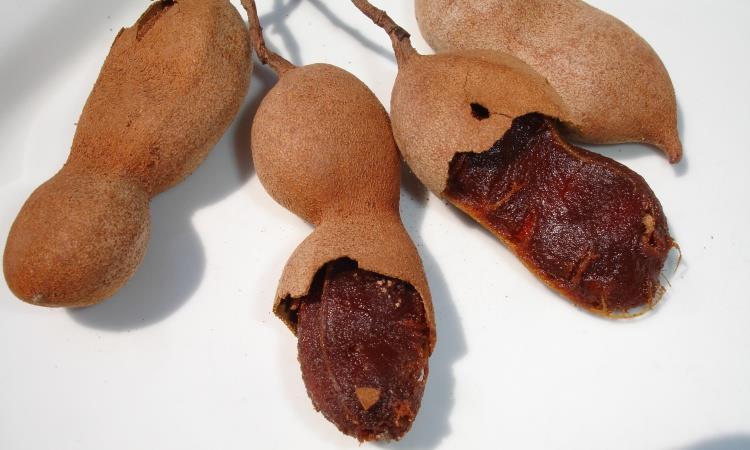 B Cómo es el tamarindo? El fruto del árbol de tamarindo crece una vaina larga marrón. El fruto es una legumbre de entre 5 y 20 cm.