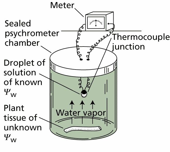 Osmómetro crioscópico (Ψ S ) Sonda de presión (Ψ P ) Cámara hermética termopar Gota de Ψw conocido Tejido de Ψw