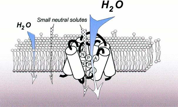 Ósmosis: movimiento de agua a través de una membrana selectiva. Transporte de agua a nivel molecular Cómo atraviesa el agua las membranas de las células?
