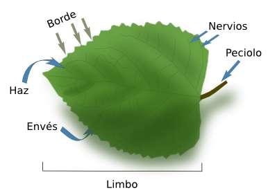LA HOJA Las hojas son órganos planos y las principales encargados de realizar la fotosíntesis gracias a la enorme cantidad de cloroplastos que poseen sus células.