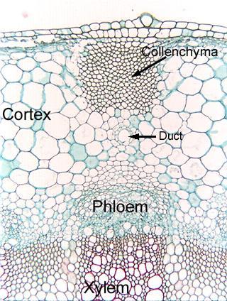 Tejidos de la corteza del tallo primario dicotiledónea epidermis En la corteza del tallo primario la función de sostén la proveen
