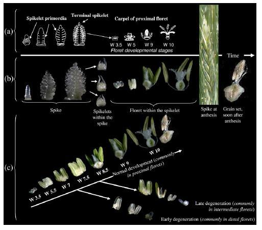 Spike and floret development in wheat