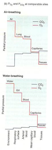 Organos respiratorios v Pulmones y Branquias,