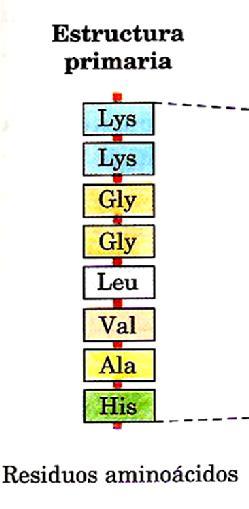 Estructura primaria Estructura primaria: secuencia de aminoácidos en la cadena