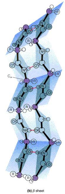 Estructuras secundarias: disposición en hoja β Esqueleto de la cadena polipeptídica extendido Bioquímica Mathews, van Holde y Ahern. Addison Wesley 2002 y dispuesto en zig-zag.