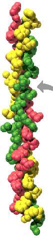 Clasificación según criterio estructural: Proteínas Fibrosas Moléculas alargadas Motivos estructurales dominantes: estructura secundaria Insolubles en agua Queratina