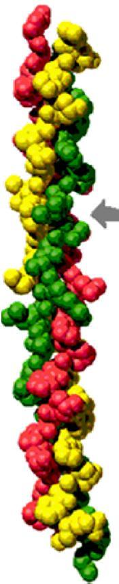 Proteínas fibrosas: colágeno Estructura Hélice simple y única Es