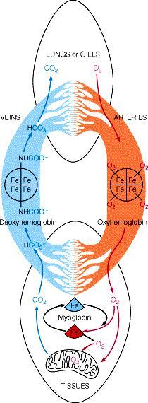 Función de Hb y Mb Hemoglobina Transporte de O2 desde los pulmones hasta sus capilares para usarlo en la respiración.