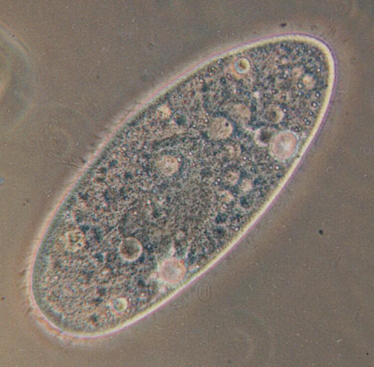 Son organismos unicelulares procariotas, formadas por una célula, su tamaño está entre 1 10 micras.
