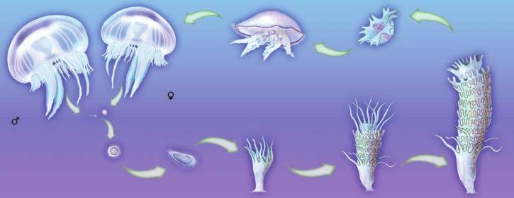 Adaptación curricular. Los animales invertebrados 3. CNIDARIOS Los cnidarios son animales acuáticos, generalmente marinos. Presentan una cavidad digestiva con un orificio que actúa como boca y ano.