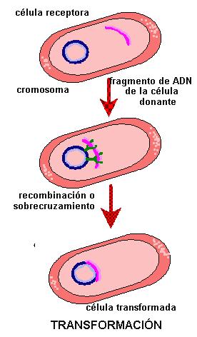 Sexualidad bacteriana: transformación Sin contacto físico (dador-receptor) Sin agente