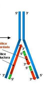 cadena hibrida (ADN/ARN)que