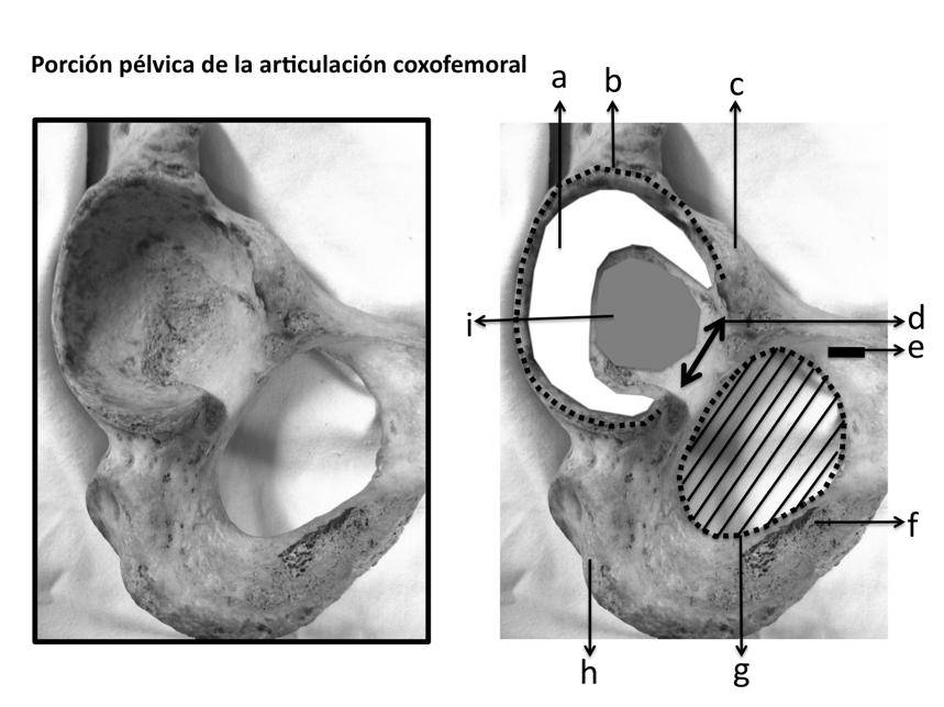 La superficie articular (formada por cartílago articular), se llama superficie semilunar, está limitada por el borde acetabular por la cara externa y por la fosa acetabular en la profundidad del