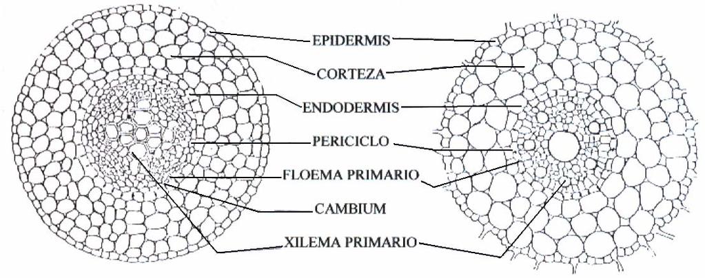 Periciclo Floema 1rio. Floema 2rio. 2. Cilindro Central Cambium Xilema 2rio. Xilema 1rio. Médula El cambium aparece en la cara interna del floema.