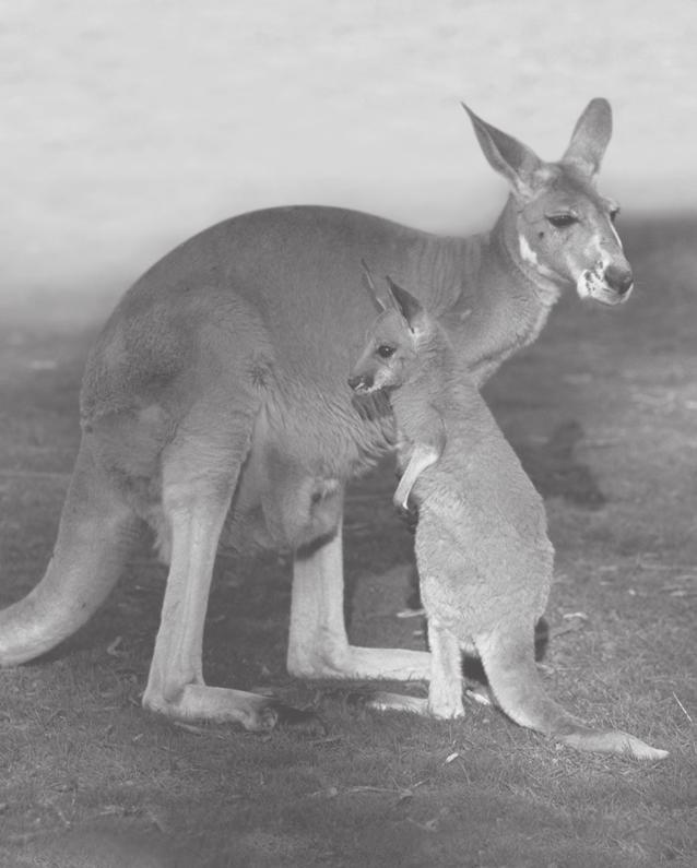 LESSON 22 TEACHER S GUIDE by Bob Dannon La cría de los canguros Fountas-Pinnell Level I Informational Text Selection Summary Kangaroos live in Australia.