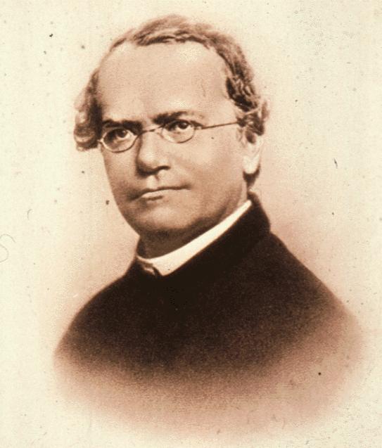 GENETICA MENDELIANA La genética solo comenzó en la década de 1860 Gregor Mendel (1822 1884) Monje agustino católico y