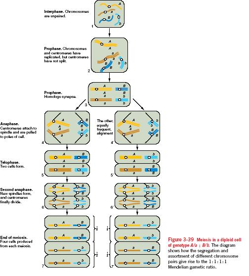 Interfase Profase Teoría cromosómica de la herencia (Sutton-Boveri): el paralelismo entre el comportamiento de los genes (Mendel) y los cromosomas llevó a pensar que los genes están situados en