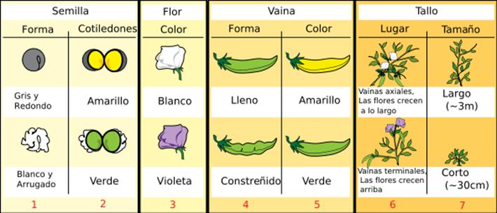 Plantas que difieren en un solo carácter Carácter: propiedad específica de un organismo; característica o rasgo.