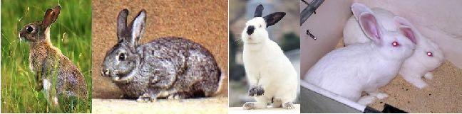 conejos conejos con 4 alelos CC:
