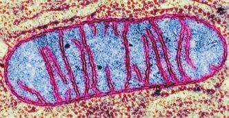 Mitocondrias 22 Si la mitocondria procede de la endosimbiosis con una bacteria ancestral, podrías explicar el origen de las membranas mitocondriales, teniendo en cuenta la capacidad de fagocitosis de