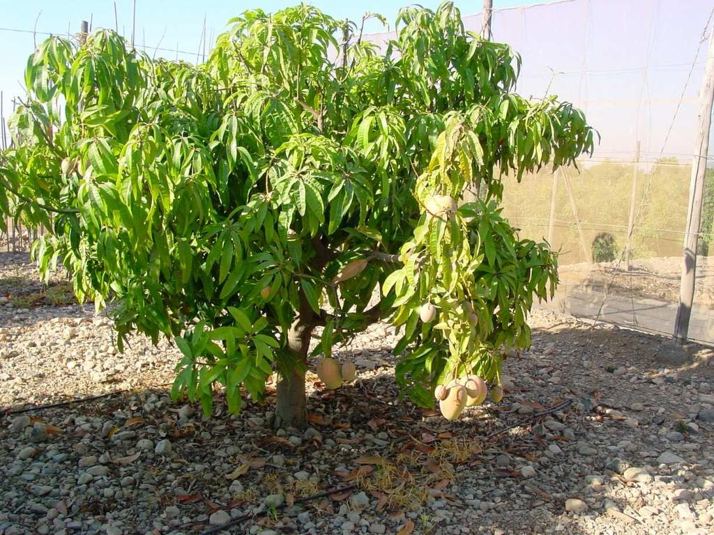 Mango (Mangifera indica) Frutal tropical, sensible al frío, pero tolera bien la salinidad y la sequía Variedad: Osteen