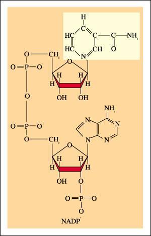 NADPH: molécula con alta capacidad para captar y ceder electrones.