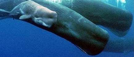 DEMOSTRATIVOS Estos cetáceos se comunican a distancia. Los cetáceos estos se comunican a distancia. Estos se comunican a distancia. Aquel narval y esa beluga son similares.
